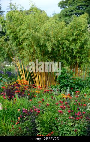 Jardin, jardins,vivaces,vivaces,phyllostachys aureosulfata aureocaulis,bambou à tige jaune,Ba crookstem doré Banque D'Images