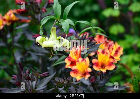 Lilium nepalense,trompette,lilis,vert rouge,parfumé,senteur,fleur,fleurs,floraison,vivaces,RM Floral Banque D'Images