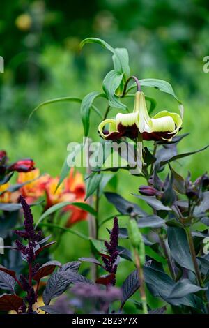 Lilium nepalense,trompette,lilis,vert rouge,parfumé,senteur,fleur,fleurs,floraison,vivaces,RM Floral Banque D'Images