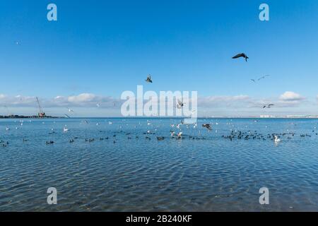 Beaucoup de sauvagine : Coot ou plantée (lat. Fulica atra), muet Swan (lat. Cygnus olor) et goéland argenté (lat. Larus argentatus) sur la surface bleue de t Banque D'Images