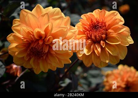 Dahlia. Nom David Howard. Gros plan de deux fleurs orange. Banque D'Images