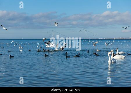 Beaucoup de sauvagine : Coot ou plantée (lat. Fulica atra), muet Swan (lat. Cygnus olor) et goéland argenté (lat. Larus argentatus) sur la surface bleue de t Banque D'Images