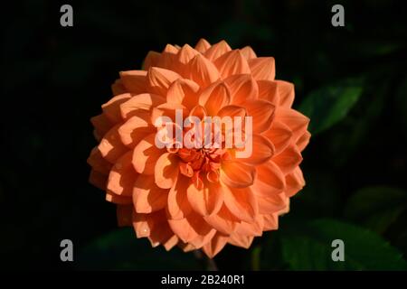 Dahlia. Nom David Howard. Gros plan de la fleur orange. Banque D'Images