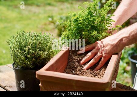 Gardner plantant du persil dans un récipient en terre cuite. Banque D'Images