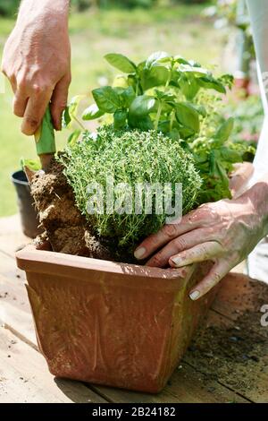 Jardinier plantant du thym dans un récipient en terre cuite avec des herbes de cuisine. Banque D'Images