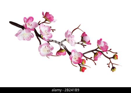 Direction générale de l'artificiel de cerisiers à fleurs roses, isolé sur fond blanc Banque D'Images