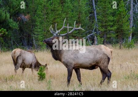 Bull Elk avec Cow dans le Backround dans le parc national de Yellowstone Banque D'Images