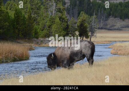 Nez Percé près de Bison Creek dans le Parc National de Yellowstone Banque D'Images