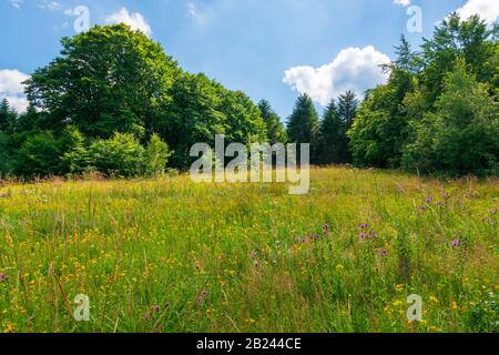 prairie herbeuse aux herbes sauvages en été. forêt de hêtre sauvage autour de la glade. temps ensoleillé d'été avec quelques nuages sur le ciel bleu Banque D'Images
