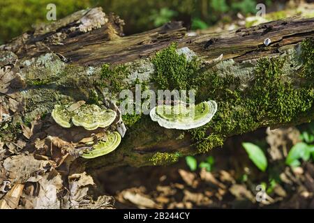 Champignon vert de l'antinder à l'humpback (lat. Trametes gibbosa) qui pousse sur les arbres tombés à la mousse dans une forêt décidue Banque D'Images