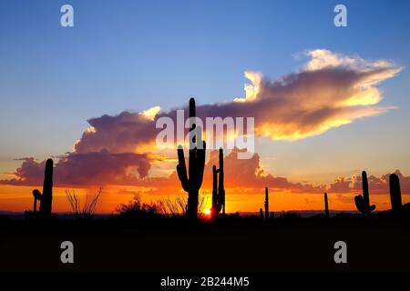 Saguaro Cactus au Sunset-McDowell Sonoran Preserve-Brown's Ranch. Scottsdale, Arizona. Banque D'Images