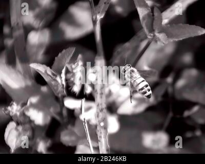 Il s'agit d'une photo macro d'une abeille américaine en vol près de quelques petites fleurs. Banque D'Images