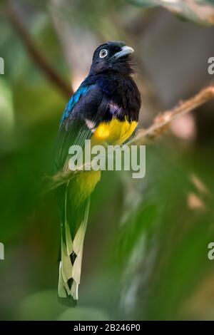 Trogon à queue blanche - Trogon viridis, magnifique oiseau emblématique des forêts tropicales d'Amérique du Sud, Brésil. Banque D'Images