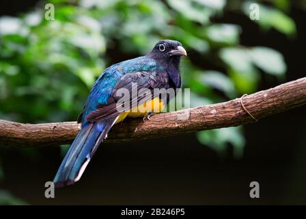 Trogon à queue blanche - Trogon viridis, magnifique oiseau emblématique des forêts tropicales d'Amérique du Sud, Brésil. Banque D'Images