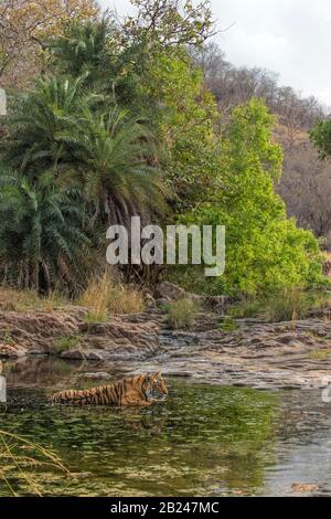 Tigre sauvage (Panthera tigris tigris) regardant dehors tout en étant assis dans l'eau verte pour se rafraîchir pendant les étés chauds, le parc national de Ranthambore Banque D'Images