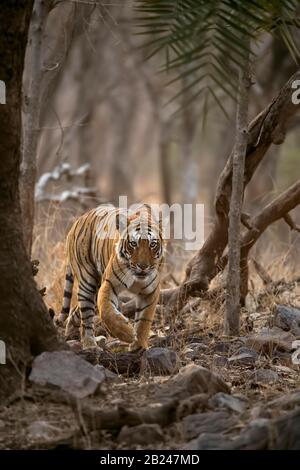 Approchant le tigre sauvage (Panthera tigris tigris) se chassant de derrière un arbre pendant la chasse, parc national de Ranthambore, Rajasthan, Inida Banque D'Images