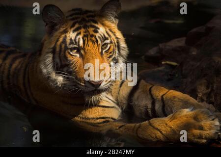 Coup de tête d'un tigre (Panthera tigris tigris) reposant tout en refroidissant dans un trou d'eau avec réflexion complète dans l'eau pendant le chaud et sec Banque D'Images