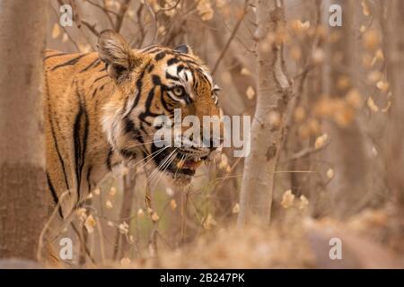 Coup de tête d'un tigre sauvage (Panthera tigris tigris) émergeant de derrière un arbre dans les forêts sèches, Parc national de Ranthambore, Rajasthan, Inida Banque D'Images