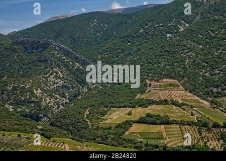 Vue sur les vignes et la tour sur le sommet du Mont Ventoux - la plus haute montagne de Provence, Vaucluse, Provence, France Banque D'Images