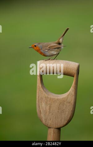 Robin européen (Erithacus rubecula), oiseau adulte perché sur une poignée de fourche de jardin, Norfolk, Angleterre, Royaume-Uni Banque D'Images