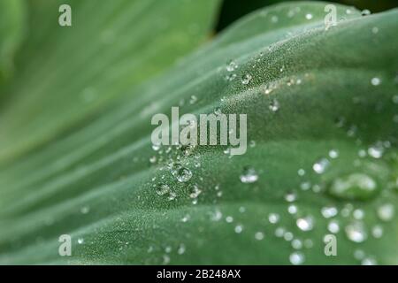 Chou d'eau (Pistia stratiotes), effet lotus, gouttes d'eau sur une feuille, jardin botanique Berlin, Berlin, Allemagne Banque D'Images