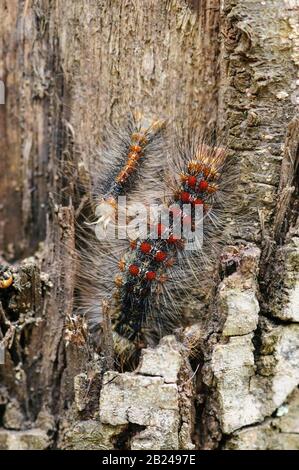 Chenilles de la pyrale, Lymantria dispar sur un chêne de liège (Quercus suber), Toscane, Italie Banque D'Images