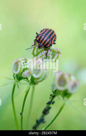 Le bug-strié italien (Graphosoma italicum) se trouve sur le fruit du hartwort méditerranéen (ordylium apulum), Monticello Amiata, région de Monte Amiata Banque D'Images