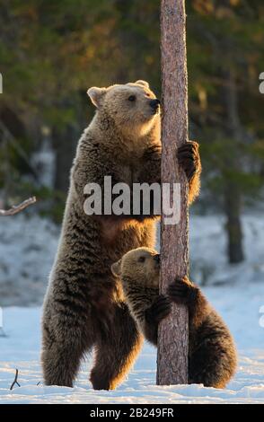 Bear et cub. L'ours brun se tient sur ses pattes arrière par un pin dans la forêt d'hiver au coucher du soleil. Nom scientifique: Ursus arctos. Habitat naturel. Gagnez Banque D'Images