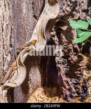 Sauterelle géante (Tropidacors collaris), sur écorce. Amérique Du Sud Banque D'Images