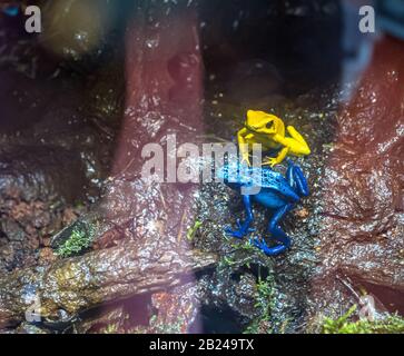 Golden Poison Frog (Phyllobates terribilis) Banque D'Images