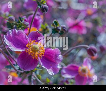 Fleur d'anémone pourpre Anemone hupehensis) plantes en fleur. Plante de jardin rose dans la famille des Ranunculaceae. Gros plan sur les fleurs d'anémones japonaises Banque D'Images