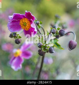 Fleur d'anémone pourpre Anemone hupehensis) plantes en fleur. Plante de jardin rose dans la famille des Ranunculaceae. Gros plan sur les fleurs d'anémones japonaises Banque D'Images