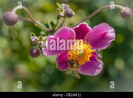 Fleur d'anémone pourpre Anemone hupehensis) plantes en fleur. Plante de jardin rose dans la famille des Ranunculaceae. Gros plan sur les fleurs d'anémones japonaises Banque D'Images