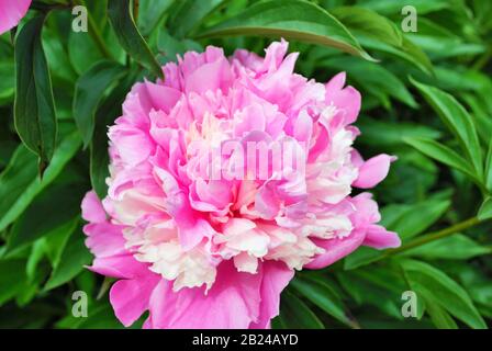 Gros plan de bourgeons et de fleurs sur un buisson de pivoine rose dans le jardin paeonia lactiflora Banque D'Images