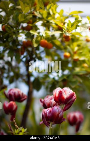 un groupe de tulipes multicolores dans une serre avec un arbre orange. Banque D'Images