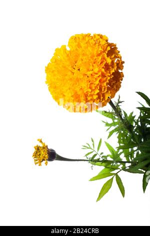 marigold jaune isolé sur fond blanc Banque D'Images
