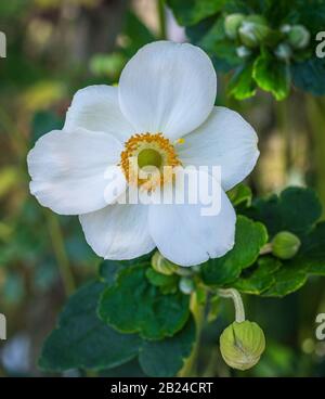 Anemone sylvestris, fleurs blanches jaunes, anemone de bois commun, arbres forestiers, fleurs sauvages , Ranunculaceae Banque D'Images