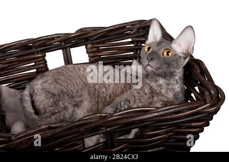 Cornish Rex chat dans un panier sur un fond blanc Banque D'Images