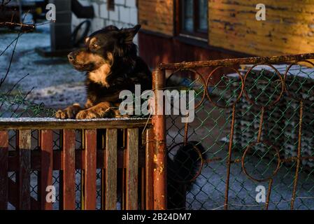 GULBENE, LETTONIE. 4 janvier 2020. Un grand chien se tient sur deux jambes près d'une clôture en bois. Banque D'Images