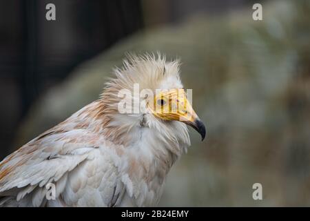 La Vautour Égyptienne (Neophron Percnopterus), Parc Zoologique De Paris (Zoo De Paris), Paris, France Banque D'Images