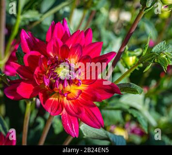 Dahlias fleur rouge, fleur magnifique, rose chaud avec des rayures jaunes de beurre. Pinkie dahlia. Banque D'Images