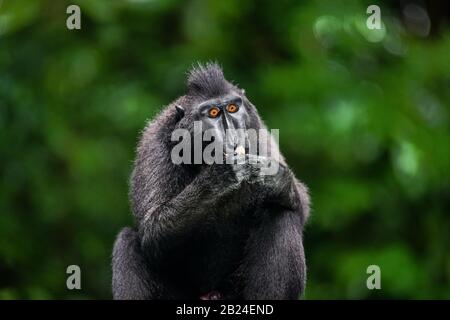 La macaque à la crème des Celebes aux fruits. Fond naturel vert. Macaque noir cravé, macaque crété Sulawesi, macaque sulawesi ou le noir. Banque D'Images