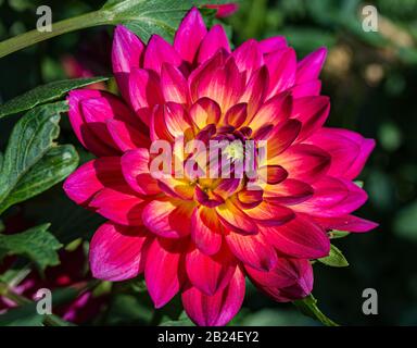 Dahlias fleur rouge, fleur magnifique, rose chaud avec des rayures jaunes de beurre. Pinkie dahlia. Banque D'Images