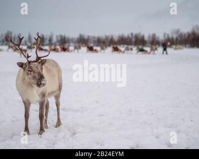 Portrait d'un renne avec des fourmis massifs avec traîneau tiré par le renne en arrière-plan dans le village de Saami près de Tromso, dans le nord Banque D'Images