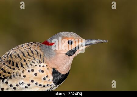 Northern Flicker closeup, Colaptes auratus, un oiseau de taille moyenne de la famille de Woodpecker, regardant à droite avec des tons naturels vert ocre fond Banque D'Images