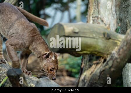 Fossa (Cryptoprotta Ferox), Parc Zoologique De Paris (Zoo De Paris), Paris, France Banque D'Images