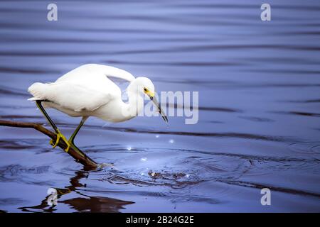 Un Egret de neige capture un petit poisson à l'étang de Mrazek dans le parc national des Everglades. Banque D'Images