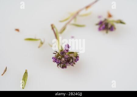 Deux fleurs de thym sauvage séchées sur blanc Banque D'Images