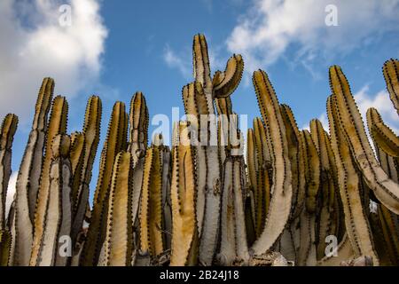 des cactus sur le fond bleu du ciel Banque D'Images