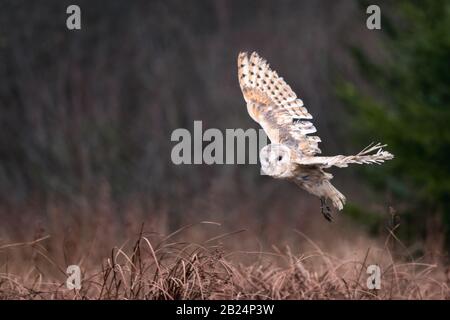 Chouette grange (Tieto Alba) en vol. Owl survolant la prairie d'automne dans une lumière douce du matin. Photos d'action de la nature, République tchèque. Banque D'Images